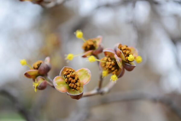 Cornus officinalis - Flowers
