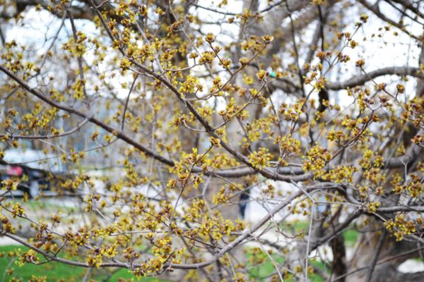 Cornus officinalis - Flowers