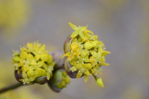Cornus officinalis - Flowers