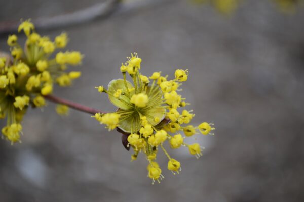 Cornus officinalis - Flowers