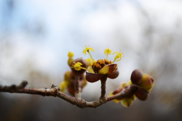 Cornus officinalis - Flowers