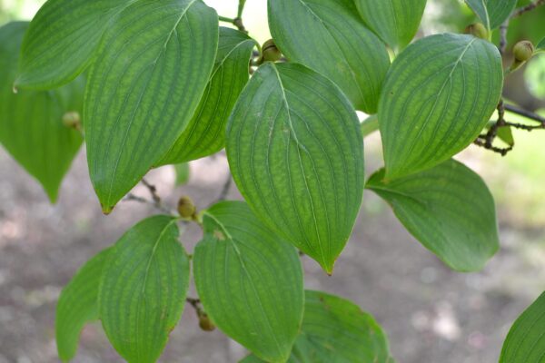Cornus officinalis - Leaves
