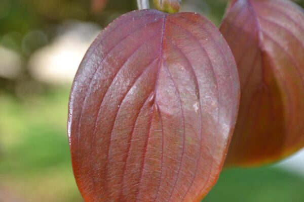 Cornus officinalis - Fall Leaf