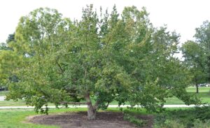 Cornus officinalis - Overall Tree in Summer