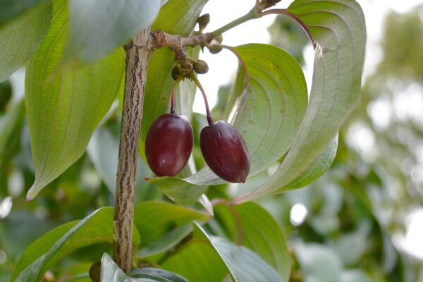Cornus officinalis - Fruit