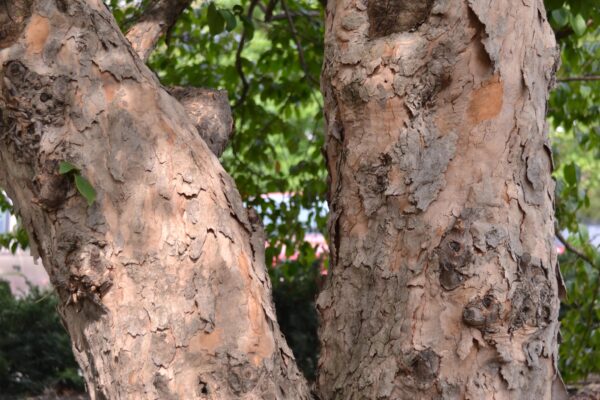 Cornus officinalis - Bark