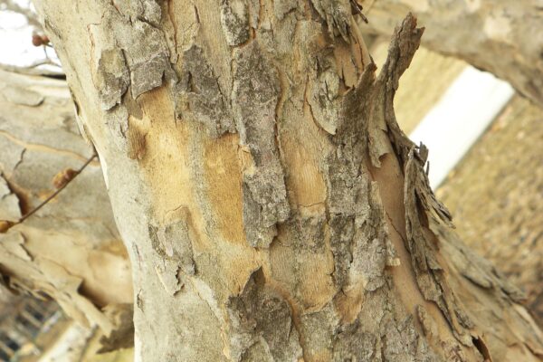 Cornus officinalis - Bark