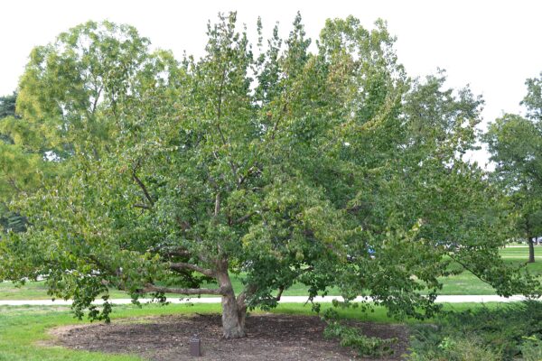 Cornus officinalis - Overall Tree in Summer