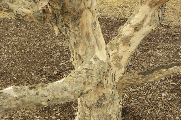 Cornus officinalis - Bark