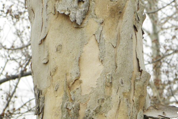 Cornus officinalis - Bark