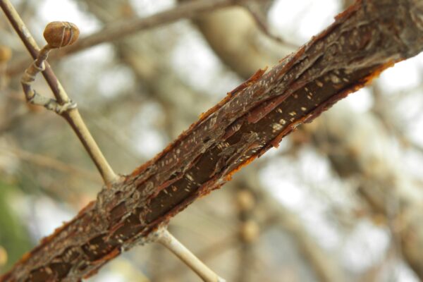 Cornus officinalis - Twig Bark