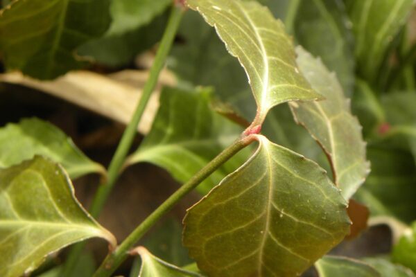Euonymus fortunei ′Coloratus′ - Buds and Winter Foliage