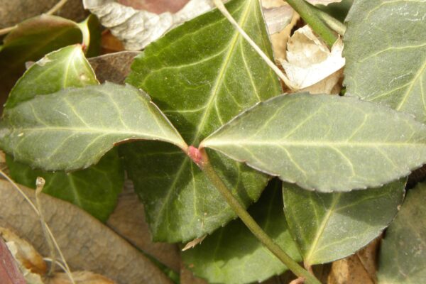 Euonymus fortunei ′Coloratus′ - Buds