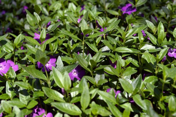 Vinca minor ′Atropurpurea′ - Flowers and Foliage