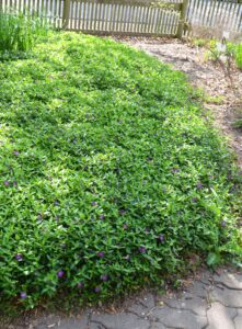 Vinca minor ′Atropurpurea′ - Groundcover Habit