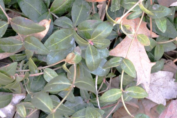 Vinca minor ′Atropurpurea′ - Buds