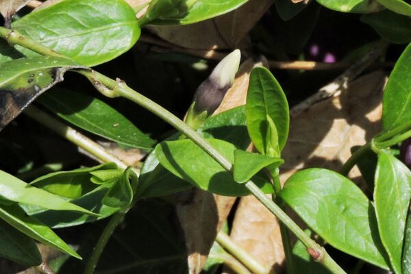 Vinca minor ′Atropurpurea′ - Buds and Foliage