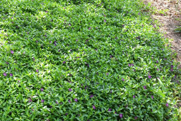 Vinca minor ′Atropurpurea′ - Groundcover Habit
