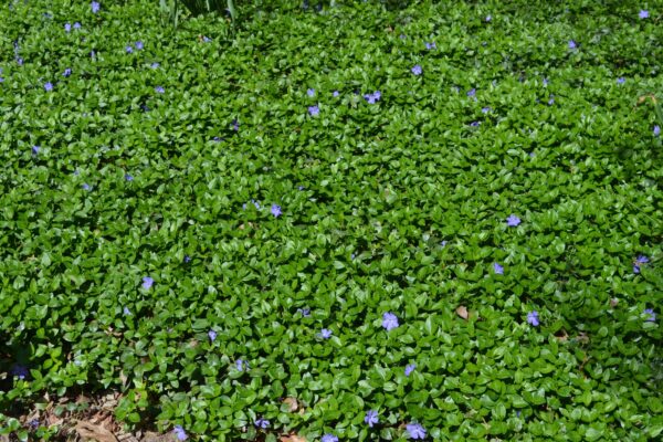 Vinca minor ′La Grave′ - Habit