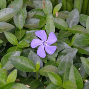 Vinca minor ′La Grave′ - Flower and Foliage