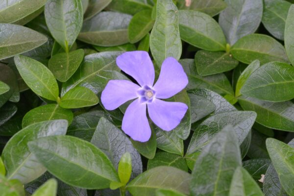 Vinca minor ′La Grave′ - Flower and Foliage