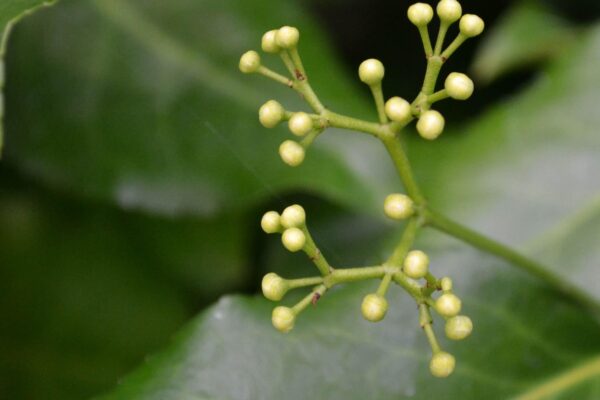 Euonymus fortunei ′Vegetus′ - Bud