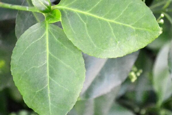 Euonymus fortunei ′Vegetus′ - Foliage