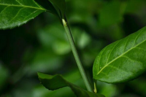 Euonymus fortunei ′Vegetus′ - Young Stem