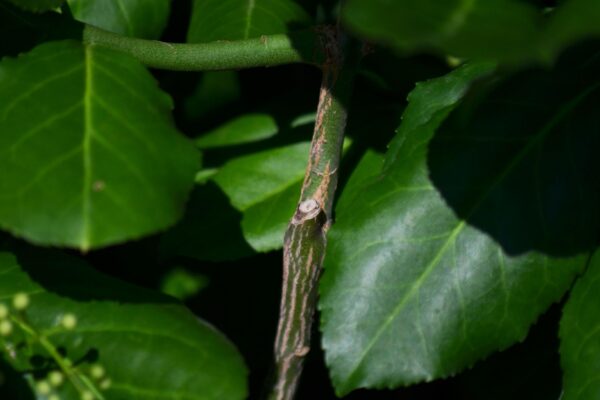 Euonymus fortunei ′Vegetus′ - Bark