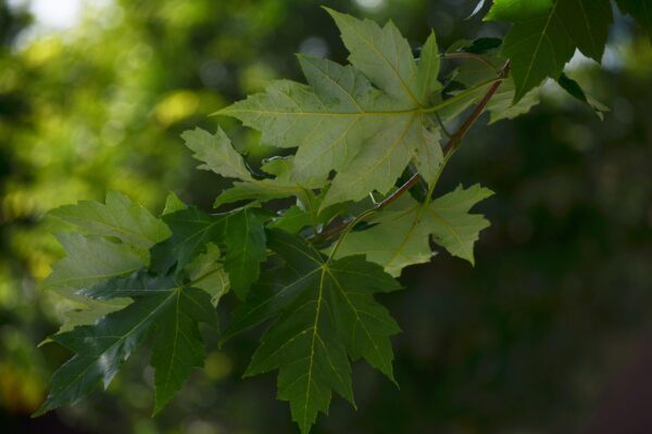 Acer × freemanii - Leaves