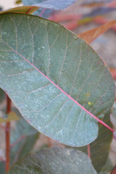 Cotinus × ′Grace′ - Leaf