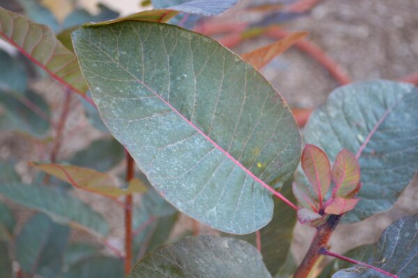 Cotinus × ′Grace′ - Leaf