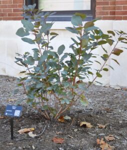 Cotinus × ′Grace′ - Shrub Habit