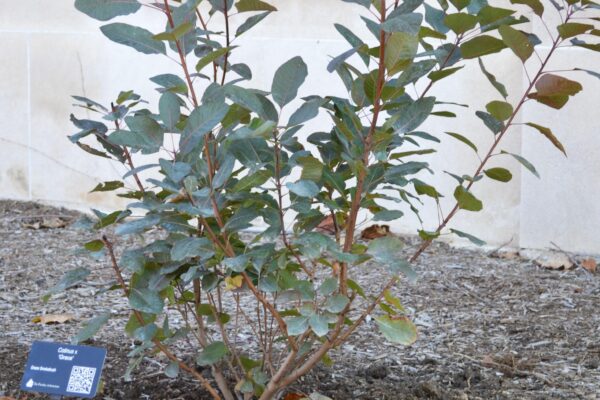 Cotinus × ′Grace′ - Shrub Habit