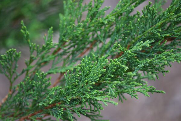 Juniperus sabina ′Blaue Donau′ [sold as Blue Danube™] - Foliage