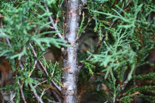 Juniperus sabina ′Blaue Donau′ [sold as Blue Danube™] - Bark