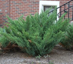 Juniperus sabina ′Blaue Donau′ [sold as Blue Danube™] - Summer Habit