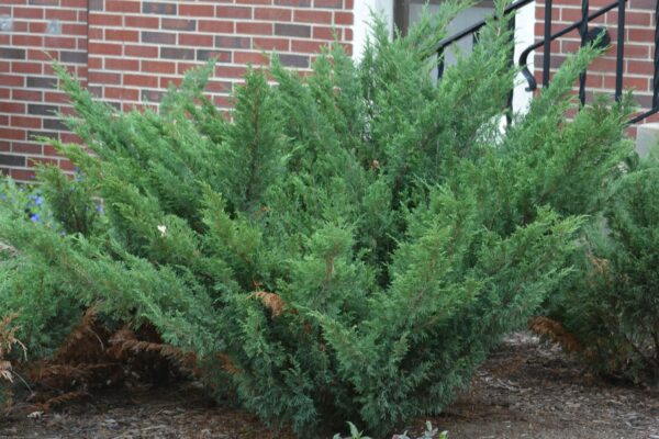 Juniperus sabina ′Blaue Donau′ [sold as Blue Danube™] - Summer Habit