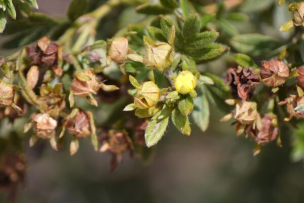 Potentilla fruticosa ′Yellow Bird′ - Flower Buds