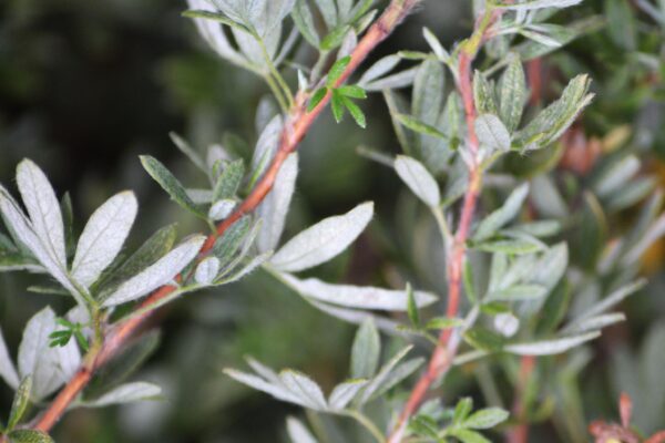 Potentilla fruticosa ′Yellow Bird′ - Foliage
