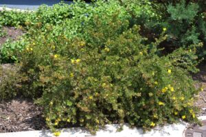 Potentilla fruticosa ′Yellow Bird′ - Summer Habit