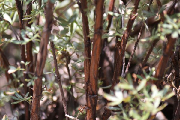 Potentilla fruticosa ′Yellow Bird′ - Bark