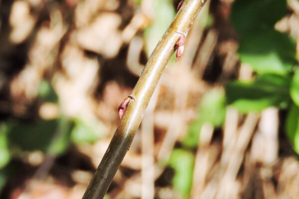 Aronia melanocarpa ′Autumn Magic′ - Buds