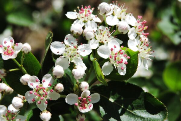 Aronia melanocarpa ′Autumn Magic′ - Flowers