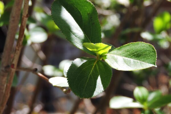 Aronia melanocarpa ′Autumn Magic′ - Foliage