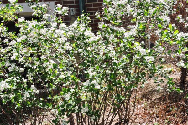 Aronia melanocarpa ′Autumn Magic′ - Flowering Habit