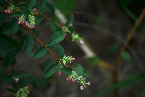 Symphoricarpos albus - Foliage and Flowers