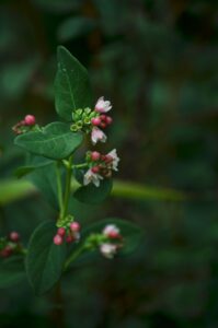 Symphoricarpos albus - Flowers and Buds