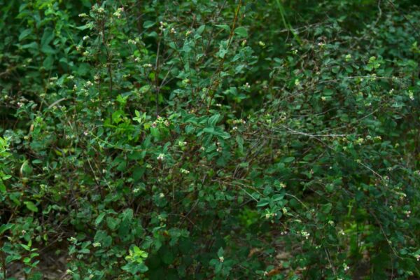 Symphoricarpos albus - Flowering Habit