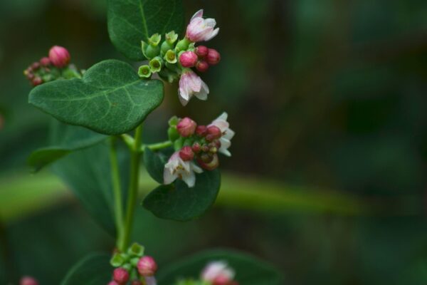 Symphoricarpos albus - Flowers and Buds